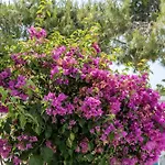 Maroulis Naxos