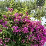 招待所 Maroulis Naxos